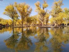 -金塔沙漠胡杨林景区