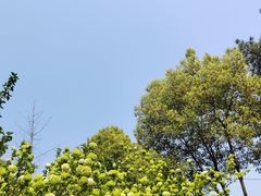 -铁山坪森林公园