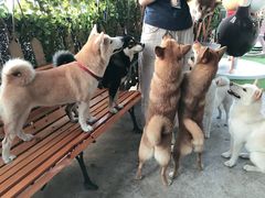 -柴犬高等学院·狗咖·柴犬售卖·宠物训练