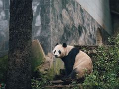 -中国大熊猫保护研究中心雅安碧峰峡基地