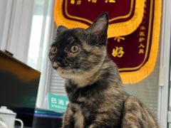 -美美宠物诊疗中心·异宠·骨科(滨江东信分院)