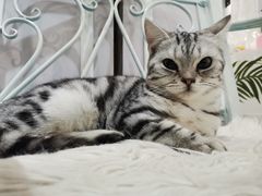 -共舞时光猫咖·狗咖(新街口店)