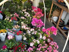 -龙大花卉苗木市场