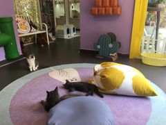 -十年猫舍·猫咪专门店(普陀店)