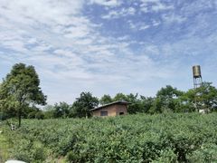 -金谷域澳洲庄园