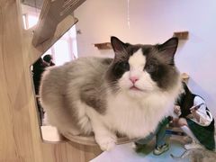 -Heymao猫咖.咖啡厅(东门店)