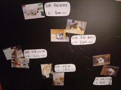 -猫爷宠物生活馆·撸猫馆