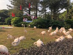 -广州长隆飞鸟乐园