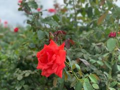 -亚龙湾国际玫瑰谷