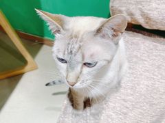 -藏猫猫咖啡主题馆(中央大道店)