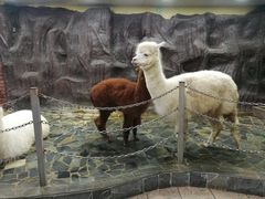 -上海大自然野生昆虫馆(东方明珠·爬宠昆虫探索中心)