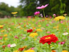 -上海共青森林公园