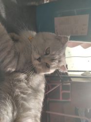 -众刺纹画·纹身·穿孔饰品·海娜定制