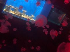 -重庆欢乐海底世界