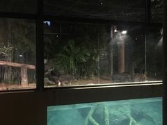 -清迈夜间动物园