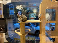 -啵啵喵·猫咖(攀华国际店)