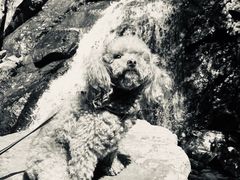 -藏龙百瀑风景区