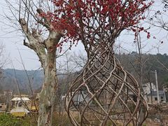 -木兰云雾山