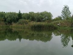 -溱湖国家湿地公园