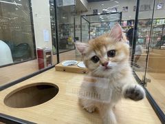 -袖虎猫馆(十亩地店)