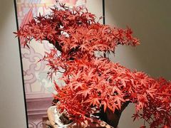 -顺峰(农展馆店)