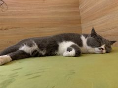 -滚猫咖啡·猫咖·猫友好撸猫(未来城店)