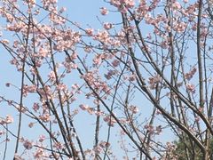 -顾村公园