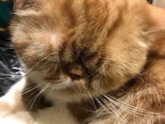 -more than meow吴止猫主题餐厅(承德 中船汇店)