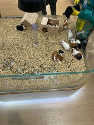 -小象动悟公园(龙湖亦庄天街店)