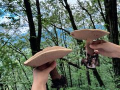 -牛背梁国家森林公园