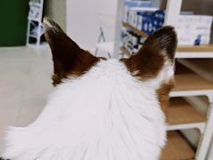 -瑞鹏·疫苗·绝育·宠物医院(金沙洲店)