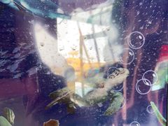 -北戴河圣蓝海洋公园