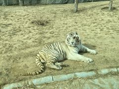 -北京野生动物园