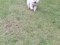 -关爱宠物医院·猫科中心·消化科(滨湖万达分院)