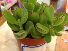iphone_upload_pic-妃比花艺(光启城时尚购物中心店)