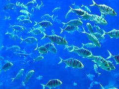 -上海海洋水族馆