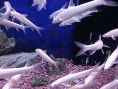 -沙沙哗啦海洋馆(华宇百花谷店)