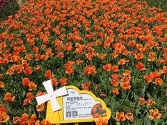 -荷兰花海