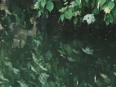 -嘉定紫藤园