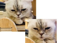 -飞行喵MR PILOT|猫舍·猫咖(静安大融城店)