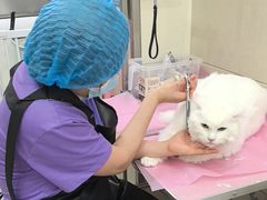 -北京观赏动物医院·24小时大型综合·猫专科·异宠专科