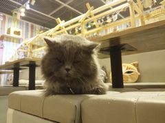 -小时光咖啡馆(开森度假森林店)