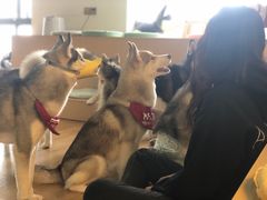 -Husky Go! 哈士奇体验馆·宠物咖啡厅狗咖