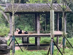 -中国大熊猫保护研究中心雅安碧峰峡基地