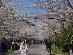 -高东镇樱花园