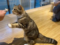 -啵啵喵·猫咖(攀华国际店)