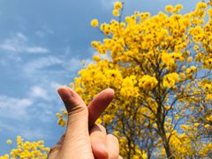 -天适樱花悠乐园