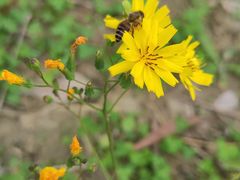 -三圣花乡旅游区