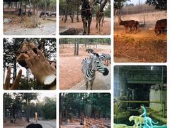 -清迈夜间动物园