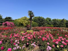 -上海滨江森林公园